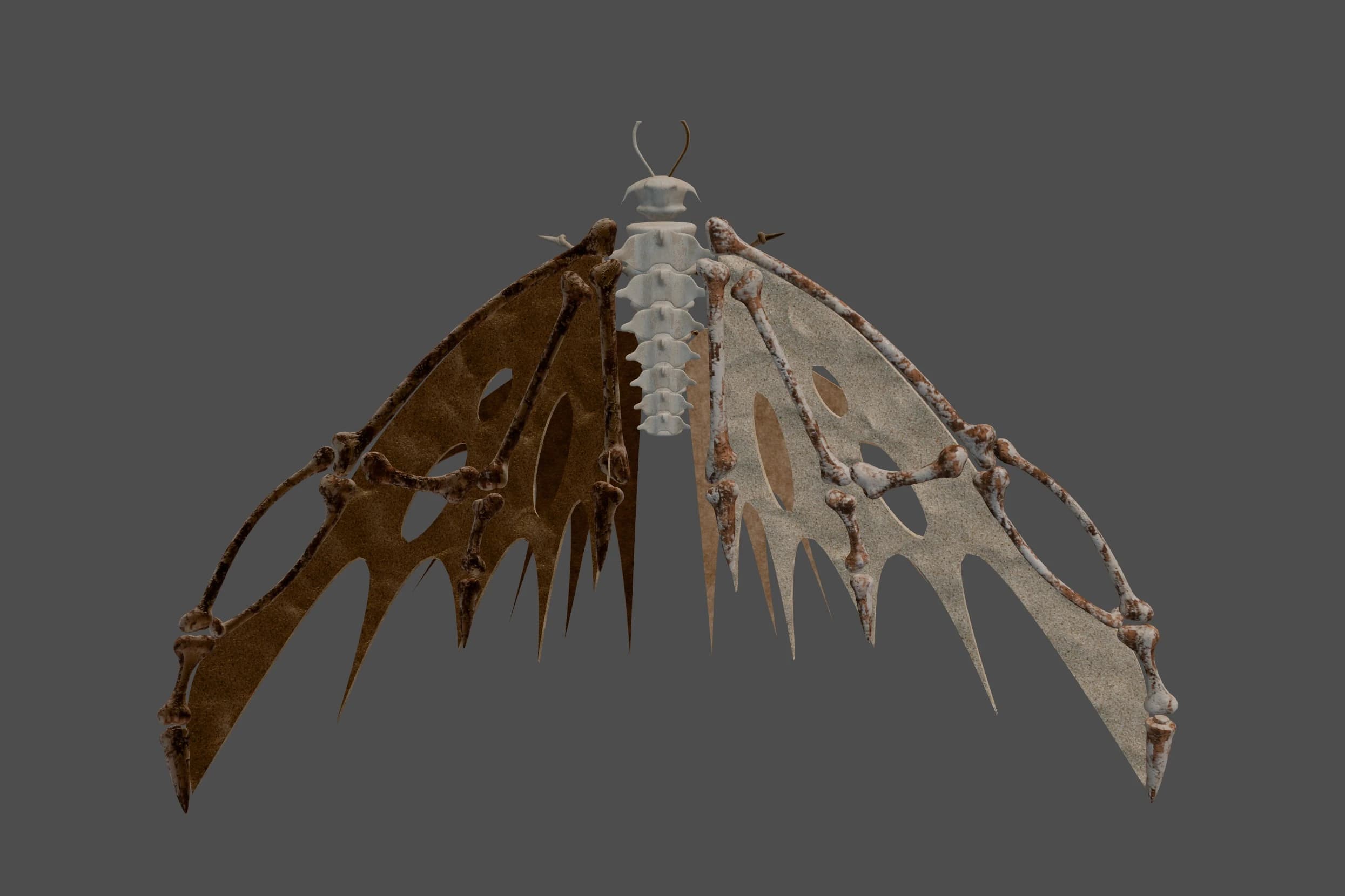 Moth image 2