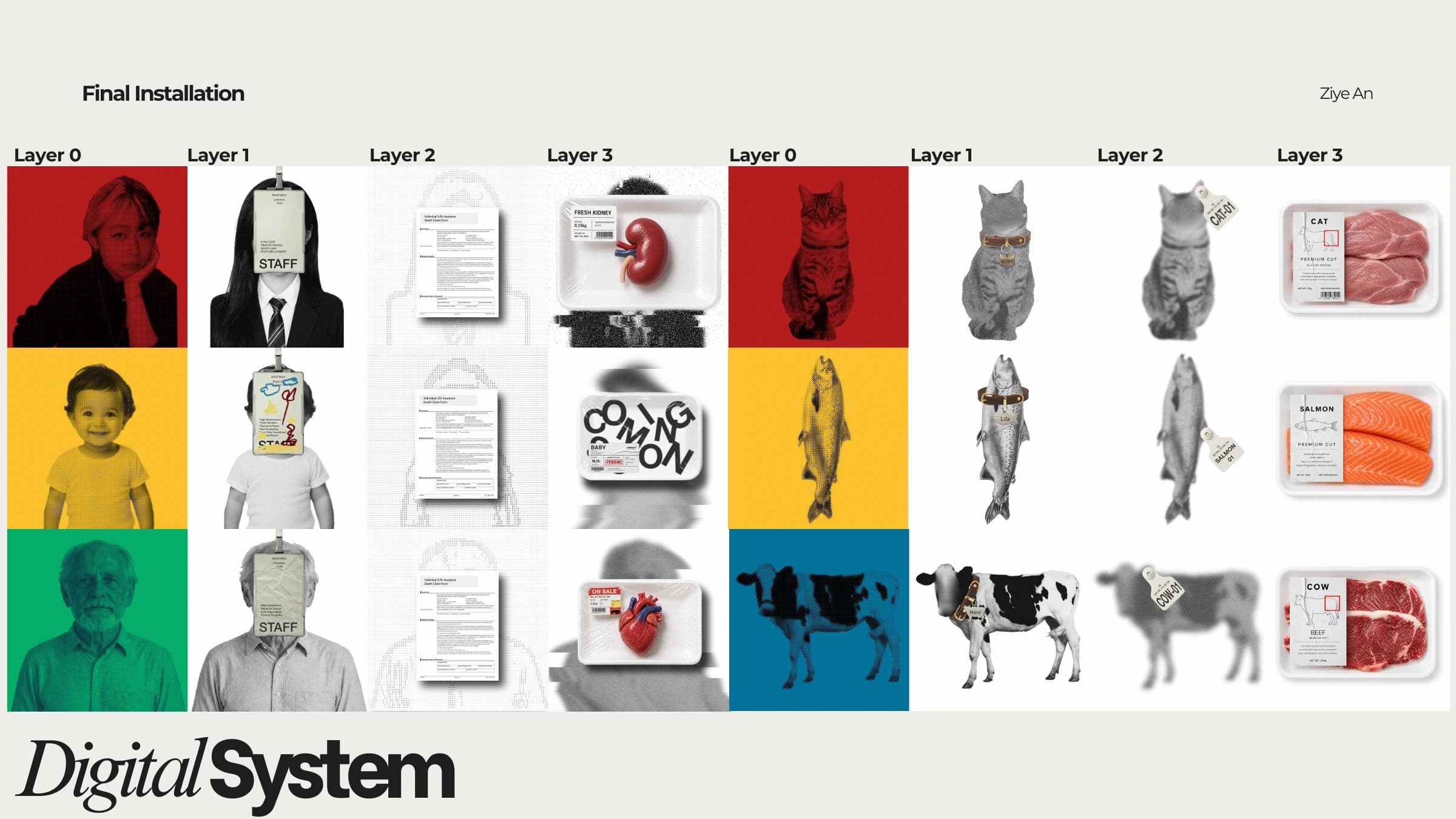 Human and animal representations change across their respective valuation layers.